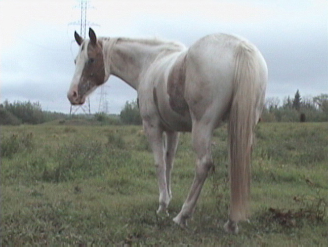 a horse called Memory video still - from experimental video short by contemporary Canadian First Nations artist Jude Norris
