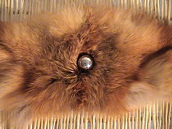 mahkêsîsiwayân nest (detail)