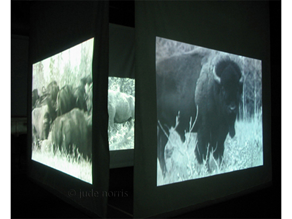 puskwa moostoos waskikun / home of the buffalo