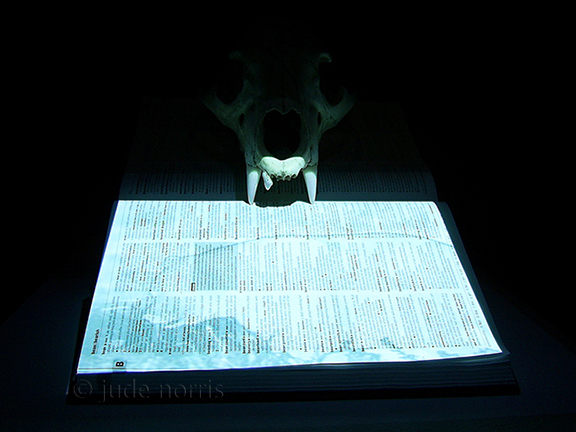 the definition of bear (detail)